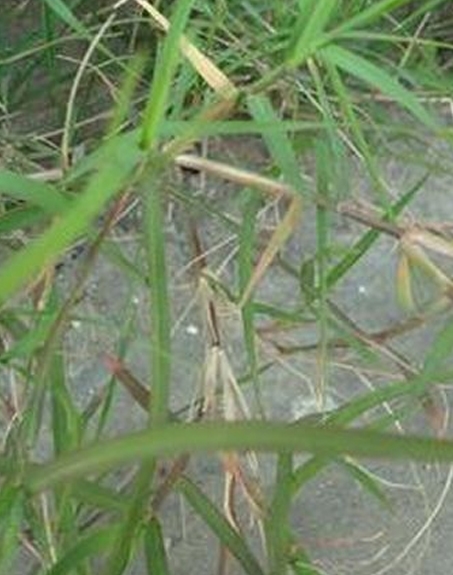 標題：狗牙根
瀏覽次數(shù)：2788
發(fā)表時間：2017-11-02