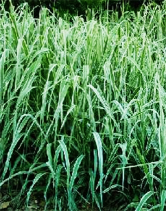 標題：紫羊茅
瀏覽次數(shù)：3314
發(fā)表時間：2017-11-02