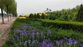 標題：張家口經(jīng)開區(qū)秋季清水河生態(tài)綠廊建
瀏覽次數(shù)：2520
發(fā)表時間：2020-10-16