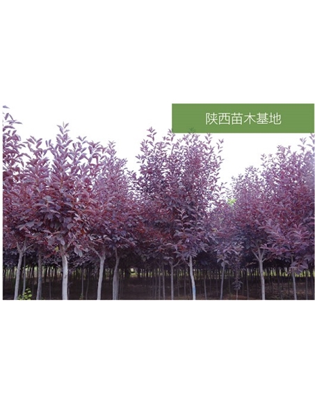 標(biāo)題：苗木基地
瀏覽次數(shù)：2351
發(fā)表時間：2020-10-17