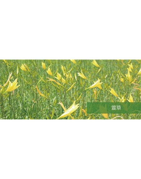 標(biāo)題：地被
瀏覽次數(shù)：1790
發(fā)表時(shí)間：2020-10-17