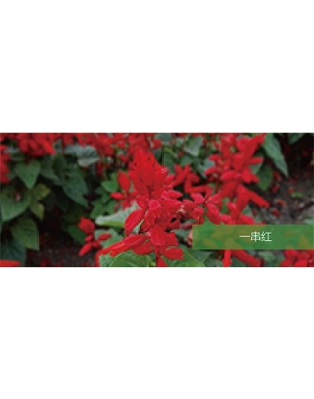 標(biāo)題：地被
瀏覽次數(shù)：2031
發(fā)表時(shí)間：2020-10-17