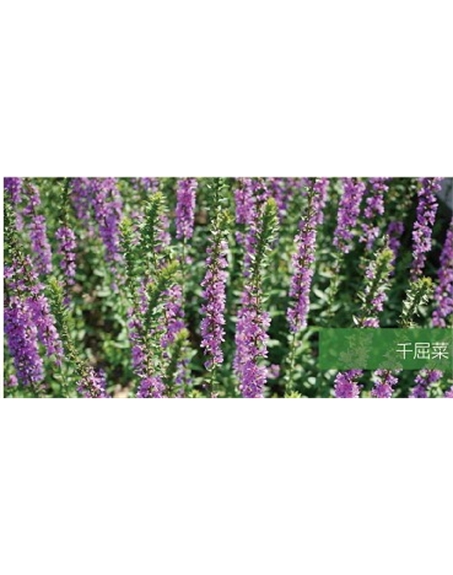 標題：地被
瀏覽次數(shù)：2055
發(fā)表時間：2020-10-17
