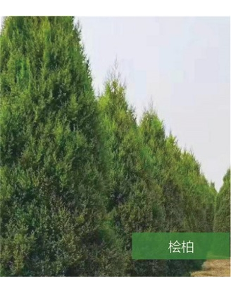 標題：名貴樹種
瀏覽次數(shù)：1607
發(fā)表時間：2020-10-17