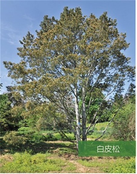 標(biāo)題：名貴樹種
瀏覽次數(shù)：2263
發(fā)表時(shí)間：2020-10-17