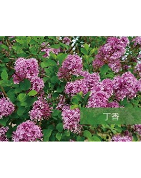 標(biāo)題：?jiǎn)坦嗄?瀏覽次數(shù)：1571
發(fā)表時(shí)間：2020-10-17