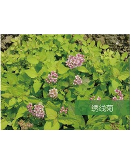 標(biāo)題：喬灌木
瀏覽次數(shù)：1776
發(fā)表時(shí)間：2020-10-17
