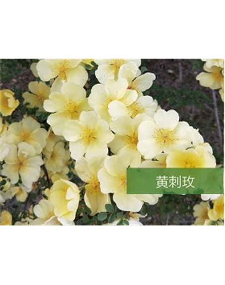 標(biāo)題：?jiǎn)坦嗄?瀏覽次數(shù)：1593
發(fā)表時(shí)間：2020-10-17