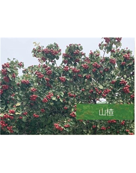 標(biāo)題：?jiǎn)坦嗄?瀏覽次數(shù)：2250
發(fā)表時(shí)間：2020-10-17