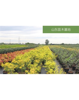 標題：苗木基地
瀏覽次數：2372
發(fā)表時間：2020-10-17