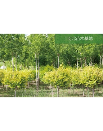 標題：苗木基地
瀏覽次數：2342
發(fā)表時間：2020-10-17