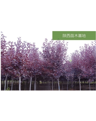 標題：苗木基地
瀏覽次數：2350
發(fā)表時間：2020-10-17