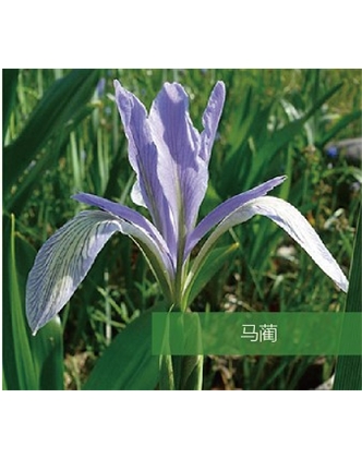 標題：地被
瀏覽次數(shù)：1703
發(fā)表時間：2020-10-17