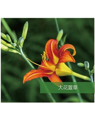標題：地被
瀏覽次數(shù)：1684
發(fā)表時間：2020-10-17