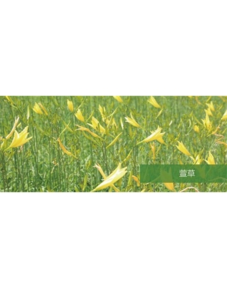 標題：地被
瀏覽次數(shù)：1789
發(fā)表時間：2020-10-17