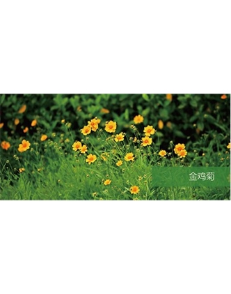 標題：地被
瀏覽次數(shù)：1996
發(fā)表時間：2020-10-17