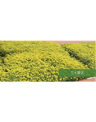 標題：地被
瀏覽次數(shù)：2172
發(fā)表時間：2020-10-17