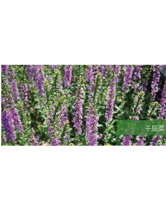 標題：地被
瀏覽次數(shù)：2054
發(fā)表時間：2020-10-17