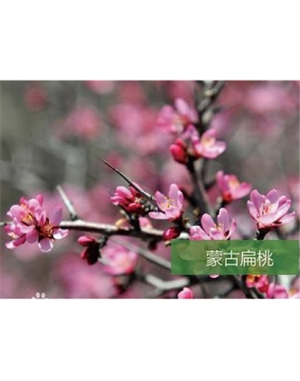 標(biāo)題：名貴樹種
瀏覽次數(shù)：1622
發(fā)表時(shí)間：2020-10-17