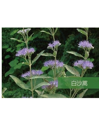 標(biāo)題：名貴樹(shù)種
瀏覽次數(shù)：1607
發(fā)表時(shí)間：2020-10-17