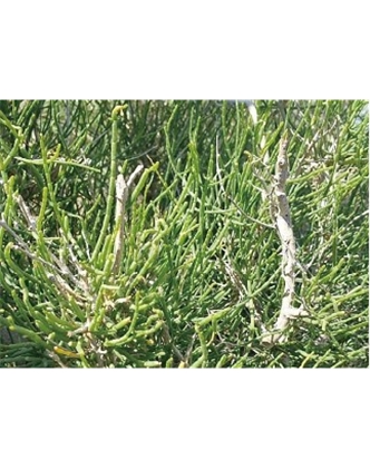 標(biāo)題：名貴樹(shù)種
瀏覽次數(shù)：1802
發(fā)表時(shí)間：2020-10-17