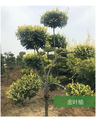 標(biāo)題：名貴樹(shù)種
瀏覽次數(shù)：1667
發(fā)表時(shí)間：2020-10-17