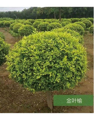 標(biāo)題：名貴樹種
瀏覽次數(shù)：1681
發(fā)表時間：2020-10-17