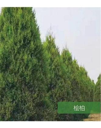 標(biāo)題：名貴樹種
瀏覽次數(shù)：1606
發(fā)表時間：2020-10-17