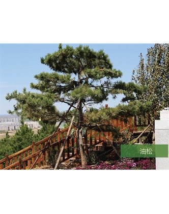 標(biāo)題：名貴樹種
瀏覽次數(shù)：1640
發(fā)表時間：2020-10-17