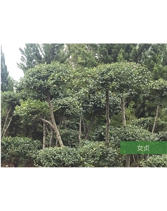 標(biāo)題：名貴樹種
瀏覽次數(shù)：1600
發(fā)表時間：2020-10-17