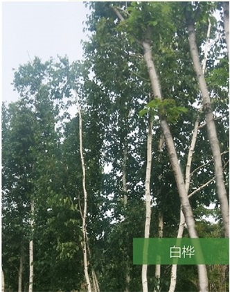 標(biāo)題：名貴樹種
瀏覽次數(shù)：1744
發(fā)表時間：2020-10-17