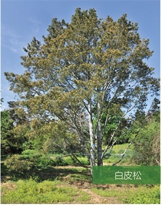 標(biāo)題：名貴樹種
瀏覽次數(shù)：2262
發(fā)表時(shí)間：2020-10-17