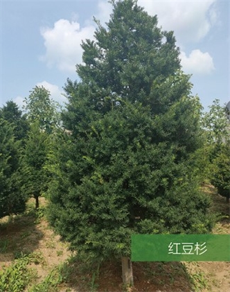 標(biāo)題：名貴樹種
瀏覽次數(shù)：2098
發(fā)表時(shí)間：2020-10-17