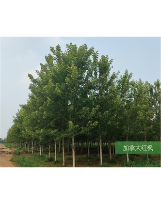 標(biāo)題：名貴樹種
瀏覽次數(shù)：1973
發(fā)表時(shí)間：2020-10-17