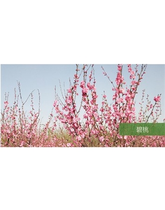標(biāo)題：喬灌木
瀏覽次數(shù)：1589
發(fā)表時間：2020-10-17