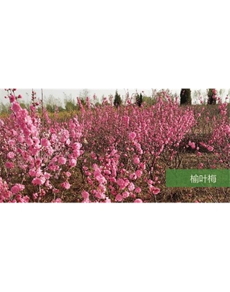 標(biāo)題：?jiǎn)坦嗄?瀏覽次數(shù)：1646
發(fā)表時(shí)間：2020-10-17
