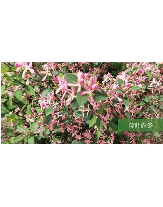 標(biāo)題：?jiǎn)坦嗄?瀏覽次數(shù)：1579
發(fā)表時(shí)間：2020-10-17
