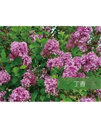 標(biāo)題：?jiǎn)坦嗄?瀏覽次數(shù)：1570
發(fā)表時(shí)間：2020-10-17