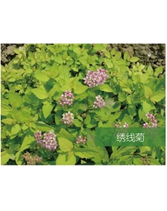 標(biāo)題：?jiǎn)坦嗄?瀏覽次數(shù)：1775
發(fā)表時(shí)間：2020-10-17