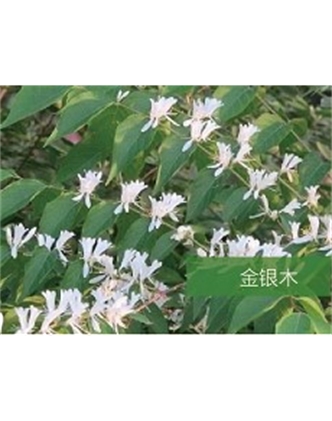 標(biāo)題：喬灌木
瀏覽次數(shù)：1678
發(fā)表時間：2020-10-17