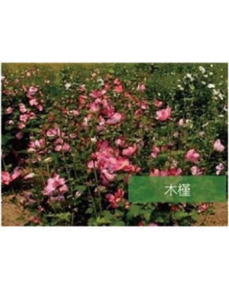 標(biāo)題：喬灌木
瀏覽次數(shù)：1769
發(fā)表時間：2020-10-17