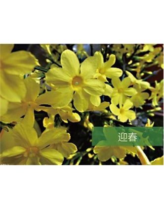 標(biāo)題：喬灌木
瀏覽次數(shù)：1603
發(fā)表時間：2020-10-17