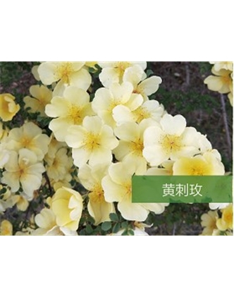 標(biāo)題：喬灌木
瀏覽次數(shù)：1592
發(fā)表時間：2020-10-17