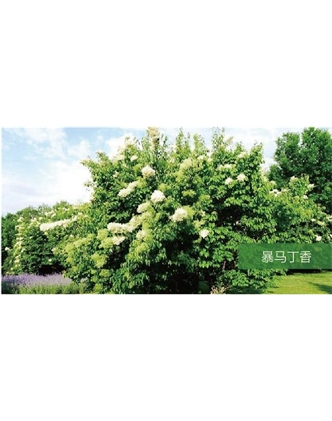 標(biāo)題：喬灌木
瀏覽次數(shù)：1836
發(fā)表時間：2020-10-17
