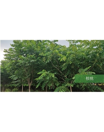 標題：喬灌木
瀏覽次數(shù)：1660
發(fā)表時間：2020-10-17