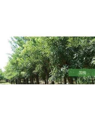 標題：喬灌木
瀏覽次數(shù)：1840
發(fā)表時間：2020-10-17