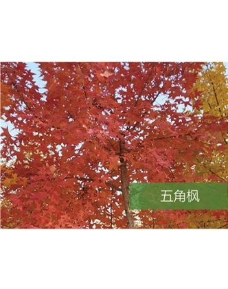 標題：喬灌木
瀏覽次數(shù)：1728
發(fā)表時間：2020-10-17