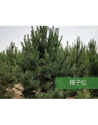 標題：喬灌木
瀏覽次數(shù)：1748
發(fā)表時間：2020-10-17