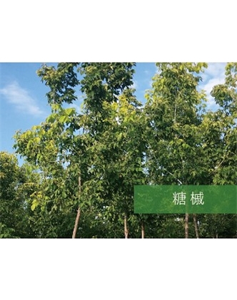 標(biāo)題：?jiǎn)坦嗄?瀏覽次數(shù)：2372
發(fā)表時(shí)間：2020-10-17