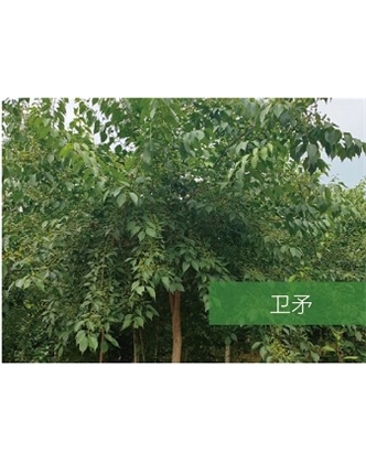 標(biāo)題：?jiǎn)坦嗄?瀏覽次數(shù)：2250
發(fā)表時(shí)間：2020-10-17